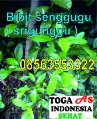 Bibit senggugu / srigunggu - Toga As Indonesia Sehat